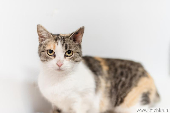 ������� ������� ����� ���� �����. - ���� 1 � ����������