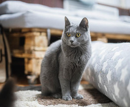 ��������� ���� � ������ ����. - ���� 1 � ����������