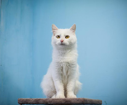 ����� � �������� ����� ���� ��� - ���� 1 � ����������