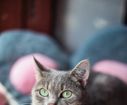 ������ � �������� ��� ���� ���� �����. - ���� 1 � ����������