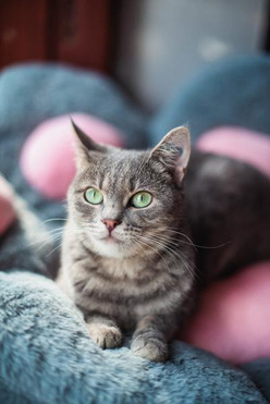 ������ � �������� ��� ���� ���� �����. - ���� 1 � ����������