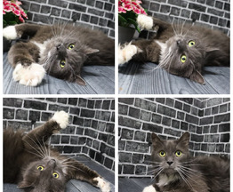 ���� ��� ��� ����� �������� ��� - ��������. - ���� 1 � ����������