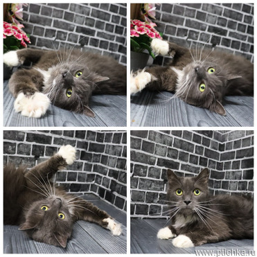 ���� ��� ��� ����� �������� ��� - ��������. - ���� 1 � ����������