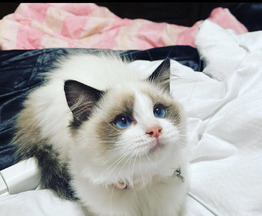   ,  Flash Point,     -    