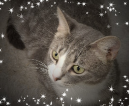 ����� ���� ���������� ������ - ���� 1 � ����������