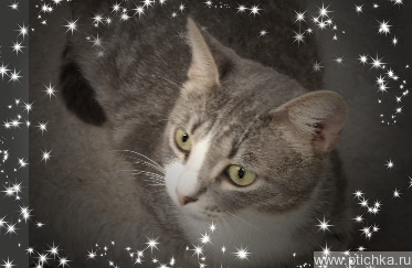 ����� ���� ���������� ������ - ���� 1 � ����������