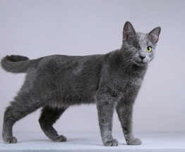 ������� �����, ������, ����� ����� ���� ���������� ������ - ����������  � ����������