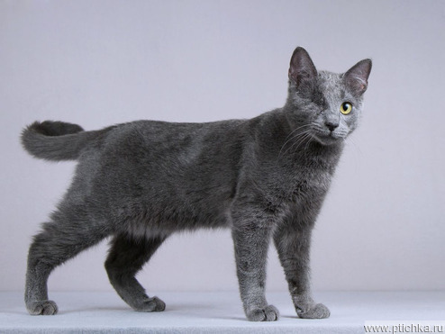 ������� �����, ������, ����� ����� ���� ���������� ������ - ����������  � ����������