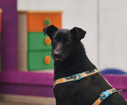 ��������: ��, ��� ������ ������ �������. - ���� 1 � ����������