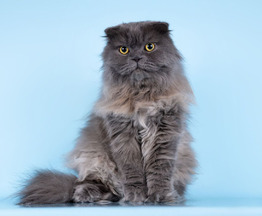 ����������� ��������� �������������� ����� (�������-����) ���� ���������� ������ - ����������  � ����������