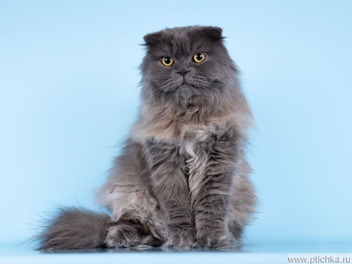 ����������� ��������� �������������� ����� (�������-����) ���� ���������� ������ - ����������  � ����������