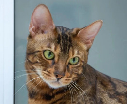 ����������� ����� ����� � ������ ���� (� ���������� ���������) - ���� 1 � ����������