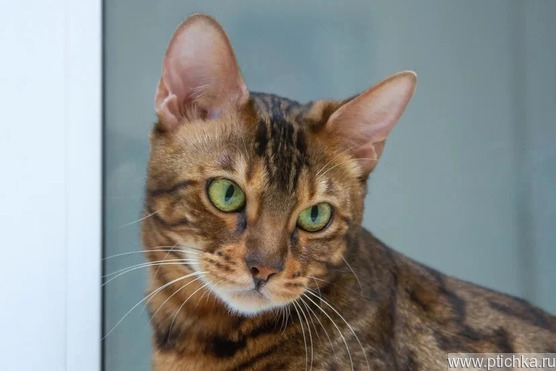 ����������� ����� ����� � ������ ���� (� ���������� ���������) - ���� 1 � ����������