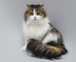 ����������� ��������� �������������� ����� (�������-����) ���� ���������� ������ - ���� 1 � ����������