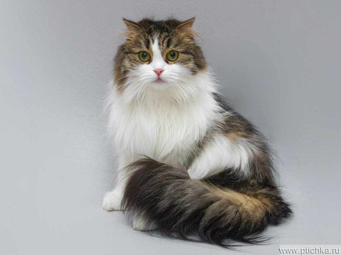 ����������� ��������� �������������� ����� (�������-����) ���� ���������� ������ - ���� 1 � ����������