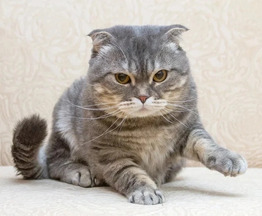 ���� ��� �������� ����� - ���� 1 � ����������