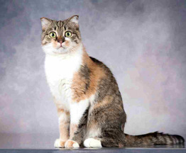 ����������� ��������� ����� (������� ����) ���� ���������� ������ - ���� 1 � ����������