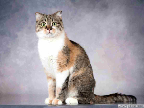 ����������� ��������� ����� (������� ����) ���� ���������� ������ - ���� 1 � ����������