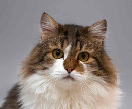 ��������� ����� ���� ���������� ������ - ���� 1 � ����������