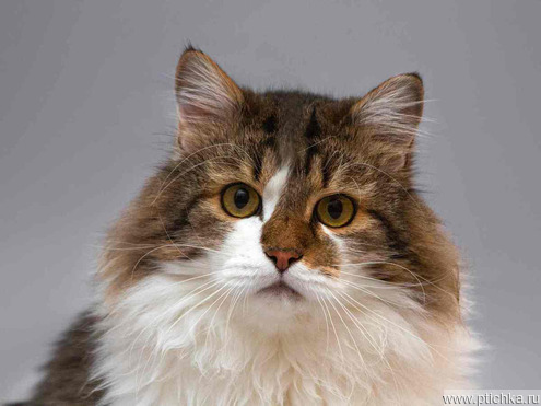 ��������� ����� ���� ���������� ������ - ���� 1 � ����������