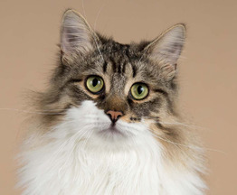 ��������� ����� ���� ���������� ������ - ���� 1 � ����������