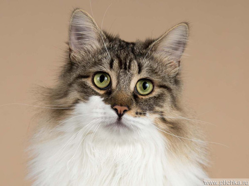 ��������� ����� ���� ���������� ������ - ���� 1 � ����������