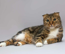 ����������� ��������� ����� (������� ����) ���� ���������� ������ - ���� 1 � ����������