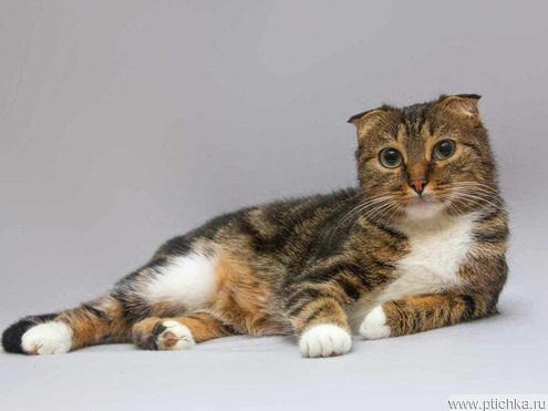 ����������� ��������� ����� (������� ����) ���� ���������� ������ - ���� 1 � ����������