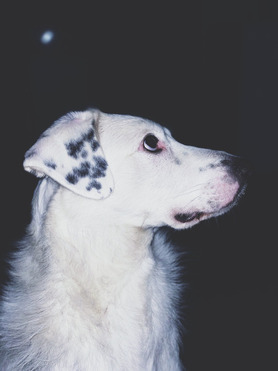 ������ ���� ���������� ������ - ���� 1 � ����������