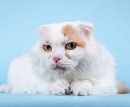 ����������� ��������� �������������� ����� (�������-����) ���� ���������� ������ - ���� 1 � ����������