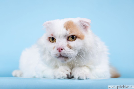 ����������� ��������� �������������� ����� (�������-����) ���� ���������� ������ - ���� 1 � ����������