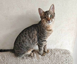 ����� ���� ���������� ������ - ���� 1 � ����������