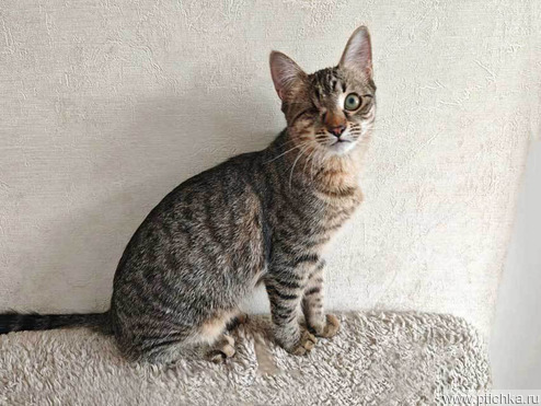 ����� ���� ���������� ������ - ���� 1 � ����������