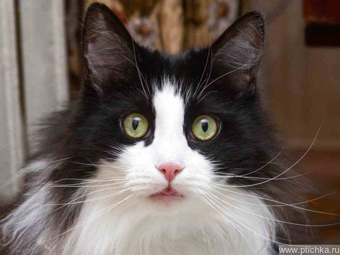 ��������� ����� ���� ���������� ������ - ���� 1 � ����������