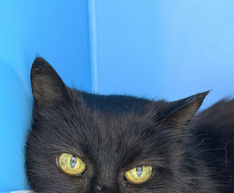 ����� ���� ���������� ������ - ���� 1 � ����������