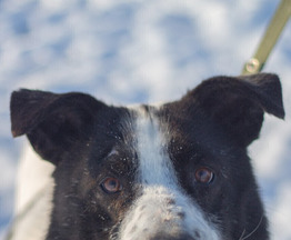 ������������� ����� ��� � ��� - ���� 1 � ����������