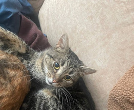 ��� ��� ���� ��� - ���� 1 � ����������