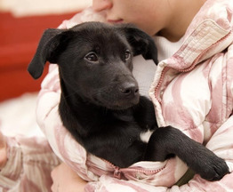 ����� ���� ���� �����. - ���� 1 � ����������