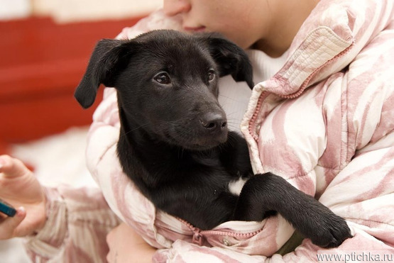 ����� ���� ���� �����. - ���� 1 � ����������