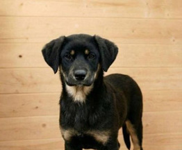 ������ ���� ���������� ������ - ���� 1 � ����������