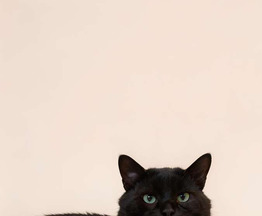 ����� ���� ���������� ������ - ���� 1 � ����������