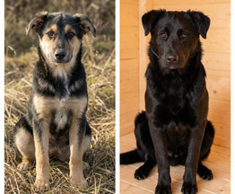 ������ ���� ���������� ������ - ���� 1 � ����������