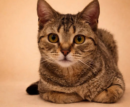 ������ ��������� �������� ������ ����� ��� ����� ����� - ���� 1 � ����������