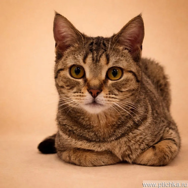 ������ ��������� �������� ������ ����� ��� ����� ����� - ���� 1 � ����������