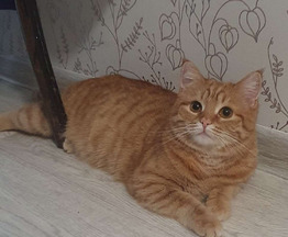 ����� ���� ���������� ������ - ���� 1 � ����������