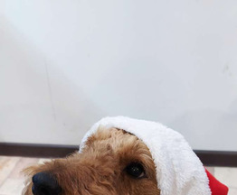 ����������� (����� ������) ���� ���������� ������ - ���� 1 � ����������