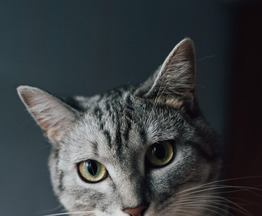 ����� ���� ���������� ������ - ���� 1 � ����������