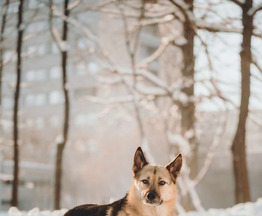 ������ ���� ���������� ������ - ���� 1 � ����������