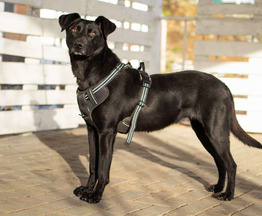 ������ ���� ���������� ������ - ���� 1 � ����������