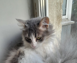 ����������� ����� ������ ���� �����! - ���� 1 � ����������